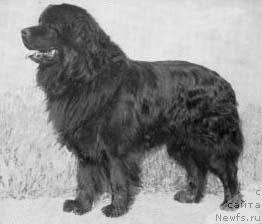 Фото: ньюфаундленд Barry vom Grenzberg