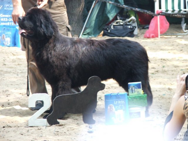 Фото: ньюфаундленд Plushevaya Panda Roskoshnaya Lady Diana (Плюшевая Панда Роскошная Леди Диана)