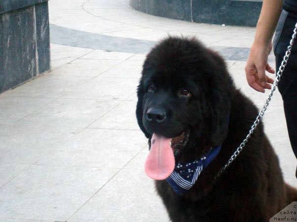 Фото: ньюфаундленд Al'tair Stayl (Альтаир Стайл)