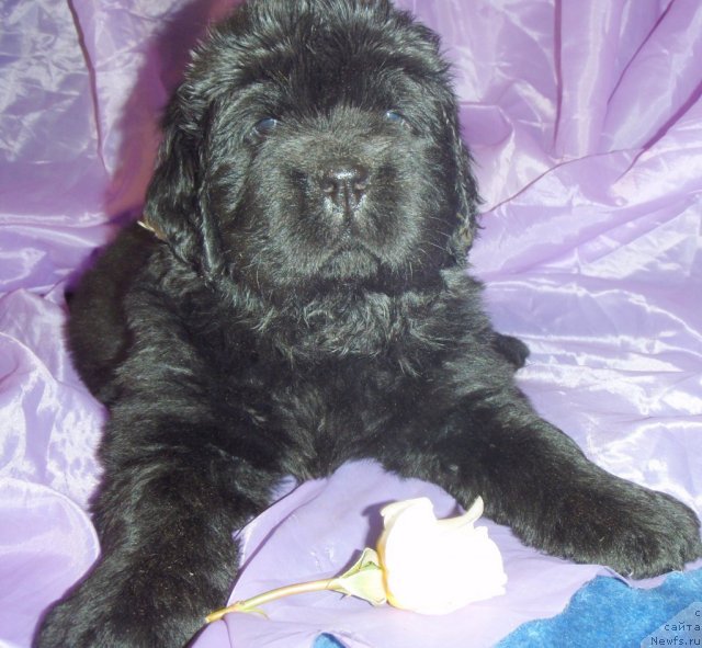 Фото: ньюфаундленд Navarro Dyelyuks iz Medvej'ego YAra (Наварро Дэлюкс из Медвежьего Яра)