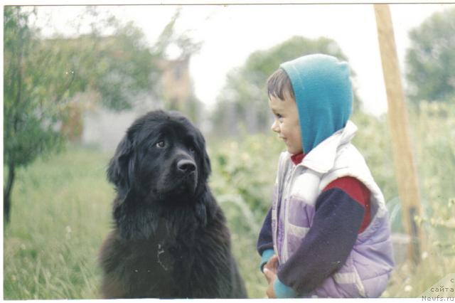 Фото: ньюфаундленд Arctica from Bomberland, YAna Nifontova (Яна Нифонтова)