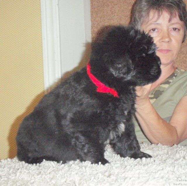 Фото: ньюфаундленд Noyri Imperial iz Medvejyego Yara (Нойри Империал из Медвежьего Яра)