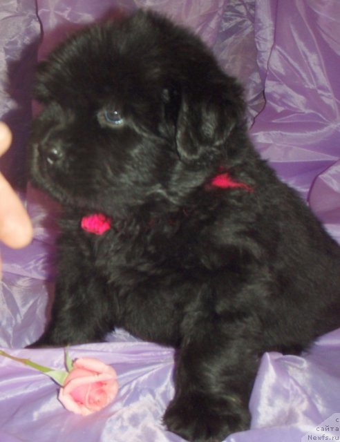 Фото: ньюфаундленд Noti Viv'en iz Medvej'ego YAra (Ноти Вивьен из Медвежьего Яра)