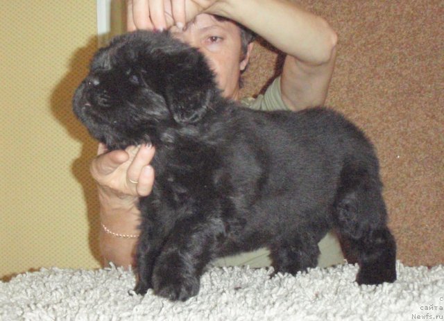 Фото: ньюфаундленд Noti Viv'en iz Medvej'ego YAra (Ноти Вивьен из Медвежьего Яра)