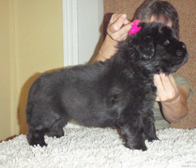 Фото: ньюфаундленд Noti Viv'en iz Medvej'ego YAra (Ноти Вивьен из Медвежьего Яра)