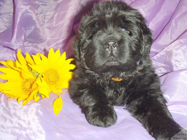 Фото: ньюфаундленд Nyeyche  Vivid iz Medvej'ego YAra (Нэйче  Вивид из Медвежьего Яра)