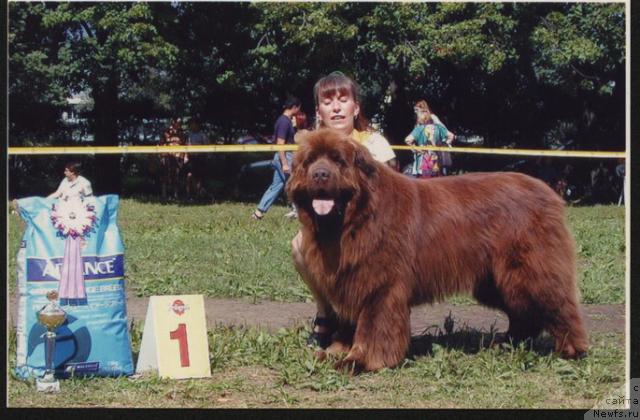 Фото: ньюфаундленд Smigar Arbat (Смигар Арбат)