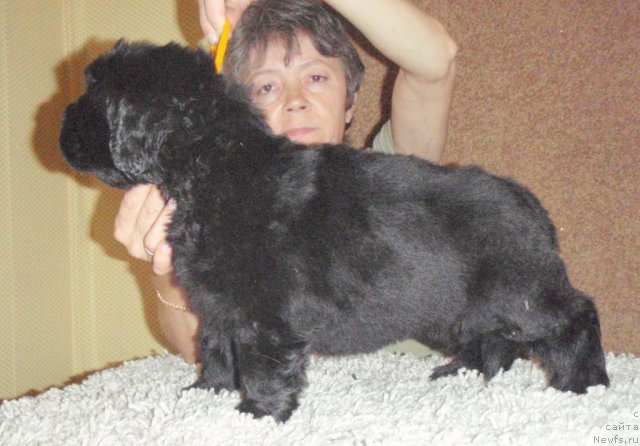 Фото: ньюфаундленд Nyeyche  Vivid iz Medvej'ego YAra (Нэйче  Вивид из Медвежьего Яра)