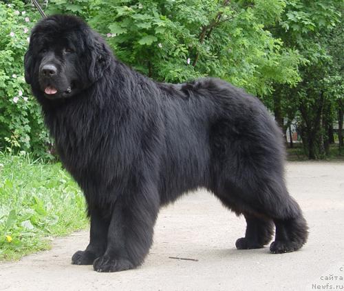 Фото: ньюфаундленд Potap Gelezniy Woin (Потап Железный Воин)