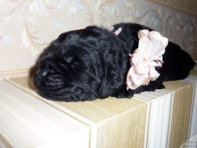 Фото: ньюфаундленд Bekki Blum (Бекки Блум)