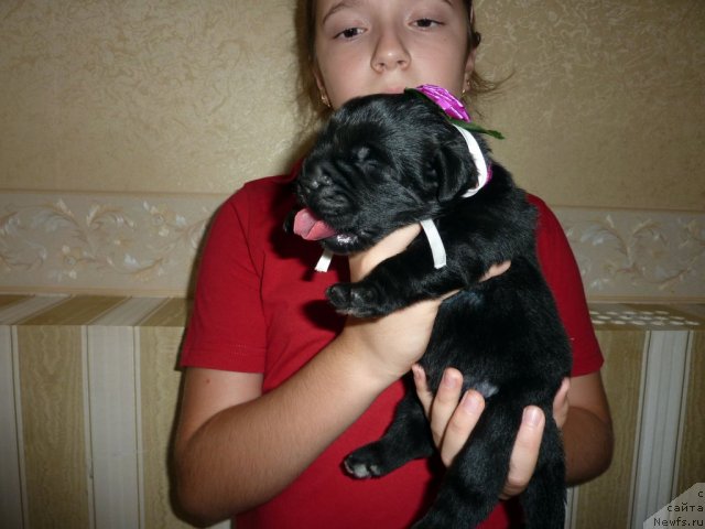 Фото: ньюфаундленд Belli Byord (Белли Бёрд)