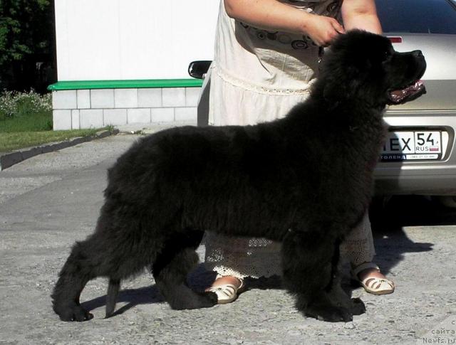 Фото: ньюфаундленд Otvajnyiy Ryicar' ot Sibirskogo Medvedya (Отважный Рыцарь от Сибирского Медведя)
