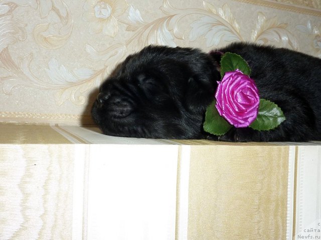 Фото: ньюфаундленд Belli Byord (Белли Бёрд)