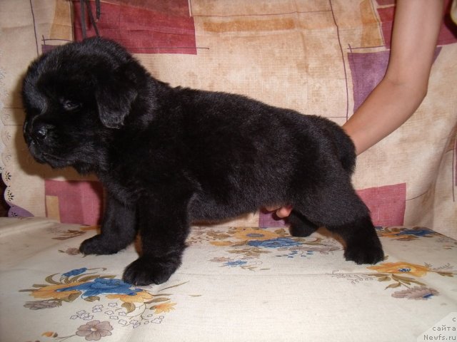 Фотография № 46875