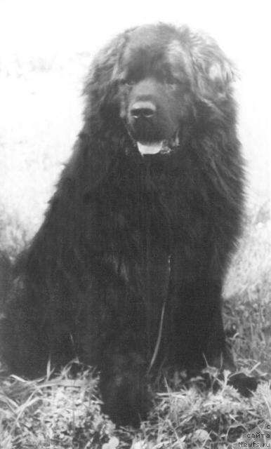 Фото: ньюфаундленд Grosbi Silar (Гросби Силар)