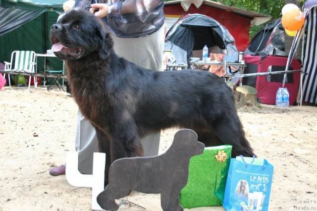 Фото: ньюфаундленд Sent Djons Sabina Mistical (Сент Джонс Сабина Мистикал)