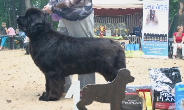 Фото: ньюфаундленд Sent Djons Rose for Me (Сент Джонс Роуз фо Ми)