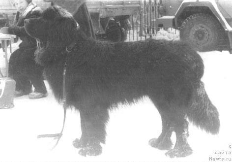Фото: ньюфаундленд Gardi Silar (Гарди Силар)