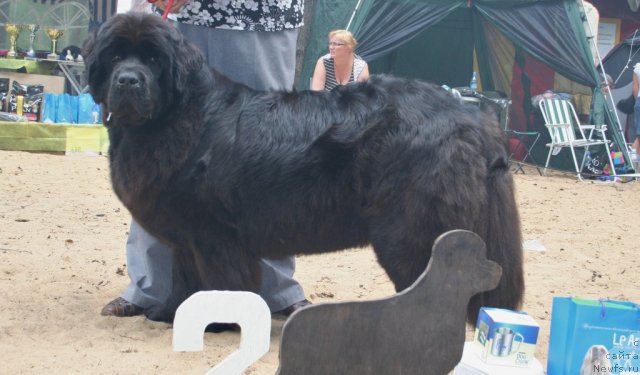 Фото: ньюфаундленд Smigar Nayada Nesravnennaya (Смигар Наяда Несравненная)