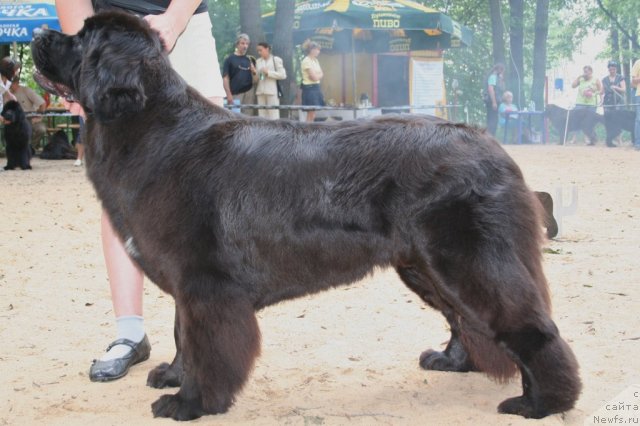 Фотография № 46893