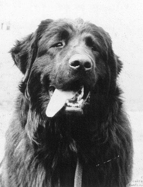 Фото: ньюфаундленд I Greyd B'yus (И Грейд Бьюс)