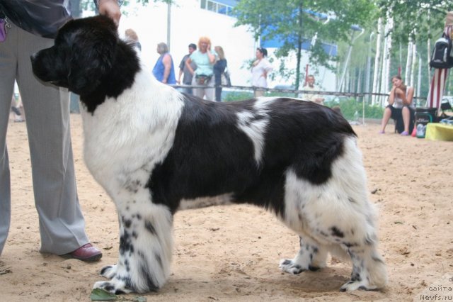 Фото: ньюфаундленд Deshabillez Moi de L'Iliade et L'Odyssee