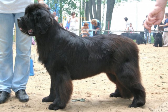 Фото: ньюфаундленд Smigar Nimfeya Neotrazimaya (Смигар Нимфея Неотразимая)