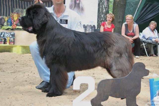 Фото: ньюфаундленд Smigar Nimfeya Neotrazimaya (Смигар Нимфея Неотразимая)