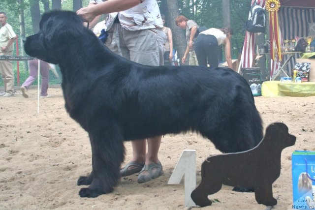 Фото: ньюфаундленд Beguschaya po Volnam Samo Sovershenstvo (Бегущая по Волнам Само Совершенство)