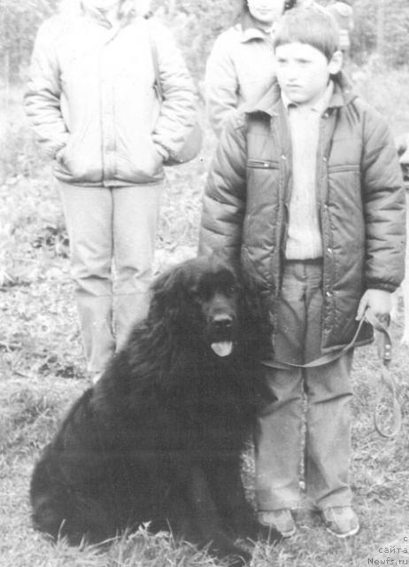 Фото: ньюфаундленд YAssa Onfyed (Ясса Онфэд)