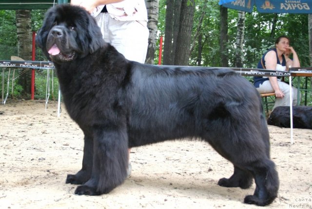 Фотография № 46915