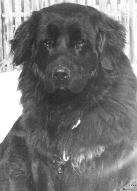 Фото: ньюфаундленд Bim YAr (Бим Яр)