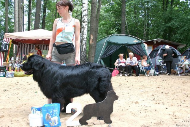 Фото: ньюфаундленд Princ Pryey (Принц Прэй)