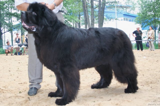 Фото: ньюфаундленд Smigar Nansen Neustrashimy (Смигар Нансен Неустрашимый)