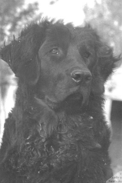 Фото: ньюфаундленд Hil'va YAgri (Хильва Ягри)