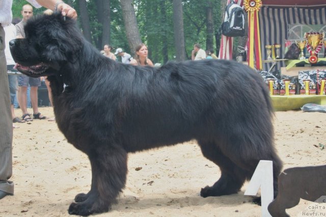 Фото: ньюфаундленд Smigar Nansen Neustrashimy (Смигар Нансен Неустрашимый)