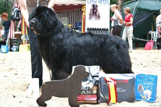 Фото: ньюфаундленд Larinkallion Oinen Kulkia