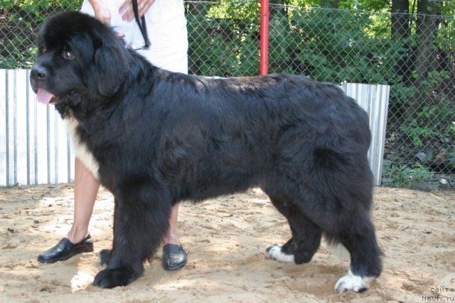 Фотография № 46955