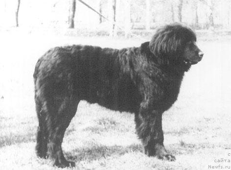 Фото: ньюфаундленд Myer Irji YAnus (Мэр Иржи Янус)