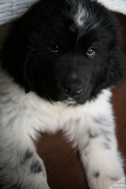 Фото: ньюфаундленд Akvian Song Zero Graviti (Аквиан Сонг Зеро Гравити)