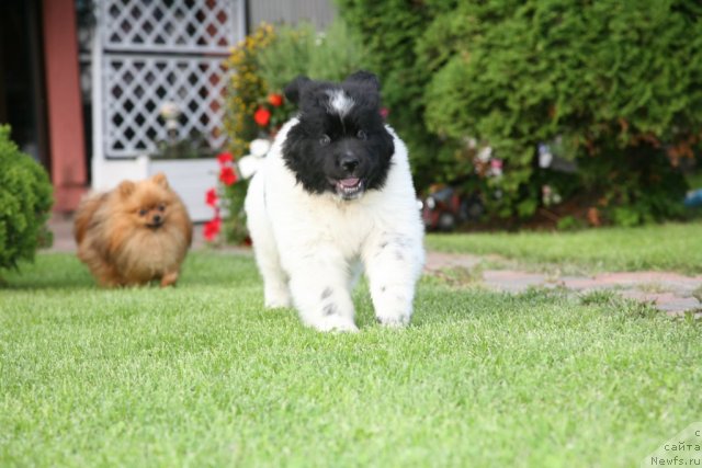 Фото: ньюфаундленд Akvian Song Zero Graviti (Аквиан Сонг Зеро Гравити)