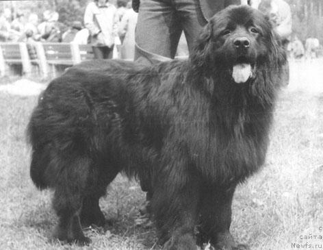Фото: ньюфаундленд Grand Silar (Гранд Силар)