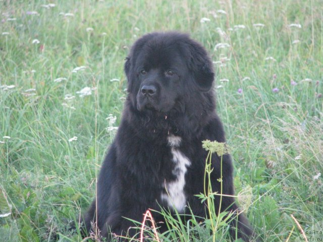 Фото: ньюфаундленд Arx Beauty Russkaya Panthera (Арх Бьюти Русская Пантера)