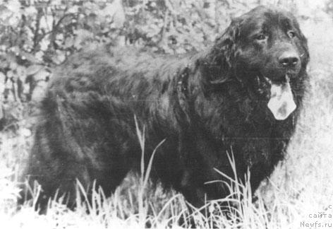 Фото: ньюфаундленд Stivens Sivol'f (Стивенс Сивольф)