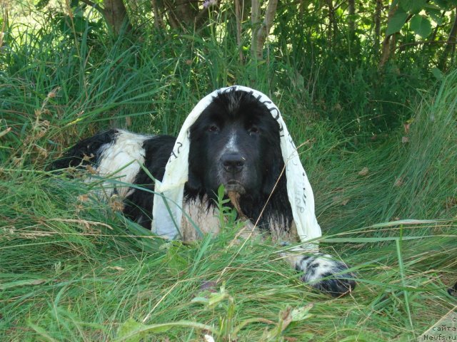Фото: ньюфаундленд Skazochnaya Kroha Korolevishna (Сказочная Кроха Королевишна)