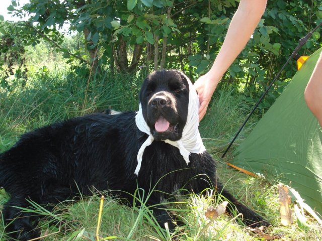 Фото: ньюфаундленд Plyushevaya Panda Prekrasnaya Neznakomka (Плюшевая Панда Прекрасная Незнакомка)