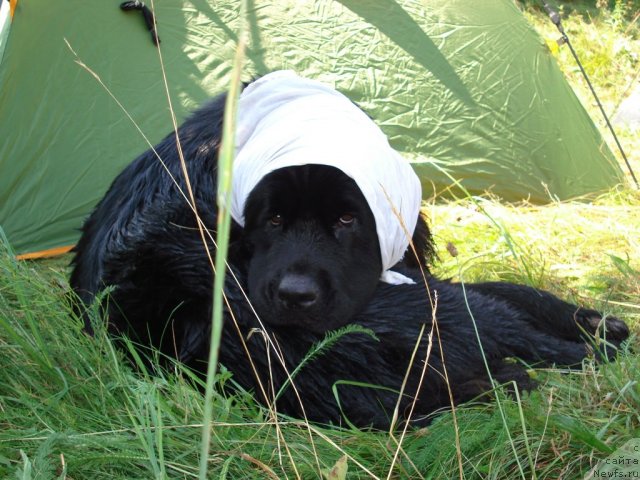 Фото: ньюфаундленд Plyushevaya Panda Prekrasnaya Neznakomka (Плюшевая Панда Прекрасная Незнакомка)