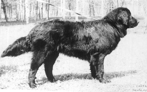 Фото: ньюфаундленд Janta CHarvens (Жанта Чарвенс)