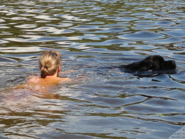 Фото: ньюфаундленд Plyushevaya Panda Prekrasnaya Neznakomka (Плюшевая Панда Прекрасная Незнакомка)
