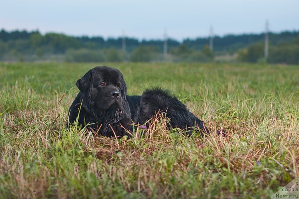 Фото: ньюфаундленд Princ Pryey (Принц Прэй)